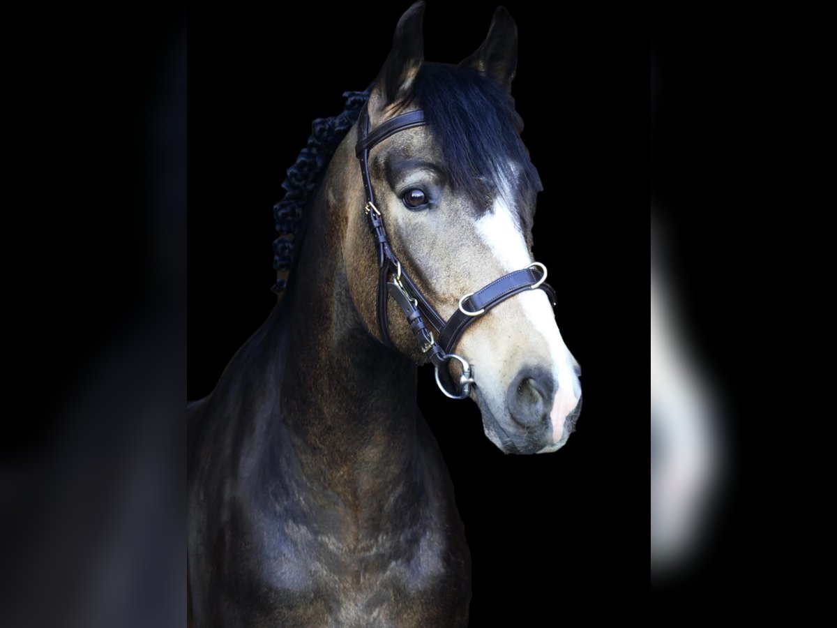 Deutsches Reitpony Wallach 3 Jahre 152 cm Falbe in Landsberg