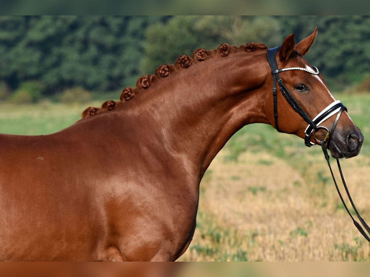 Deutsches Reitpony Wallach 3 Jahre 152 cm Fuchs in Klötze