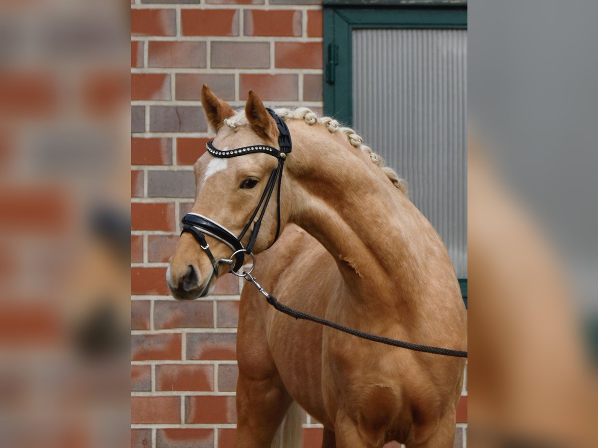 Deutsches Reitpony Wallach 3 Jahre 152 cm Palomino in Fürstenau