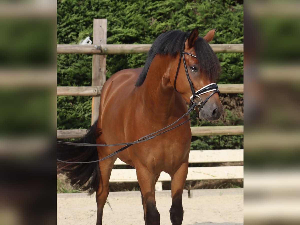 Deutsches Reitpony Wallach 3 Jahre 153 cm Brauner in Nottuln