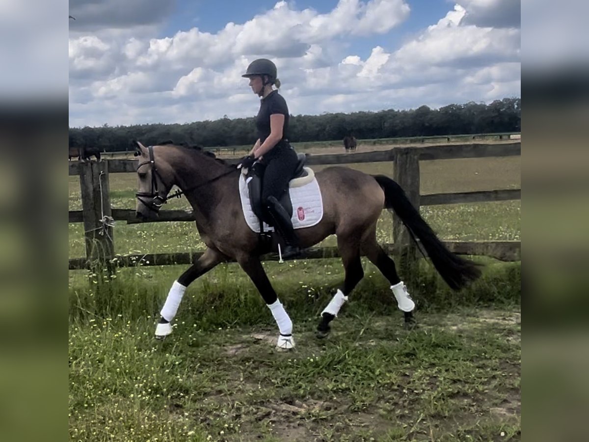 Deutsches Reitpony Wallach 3 Jahre 153 cm Buckskin in Uedem