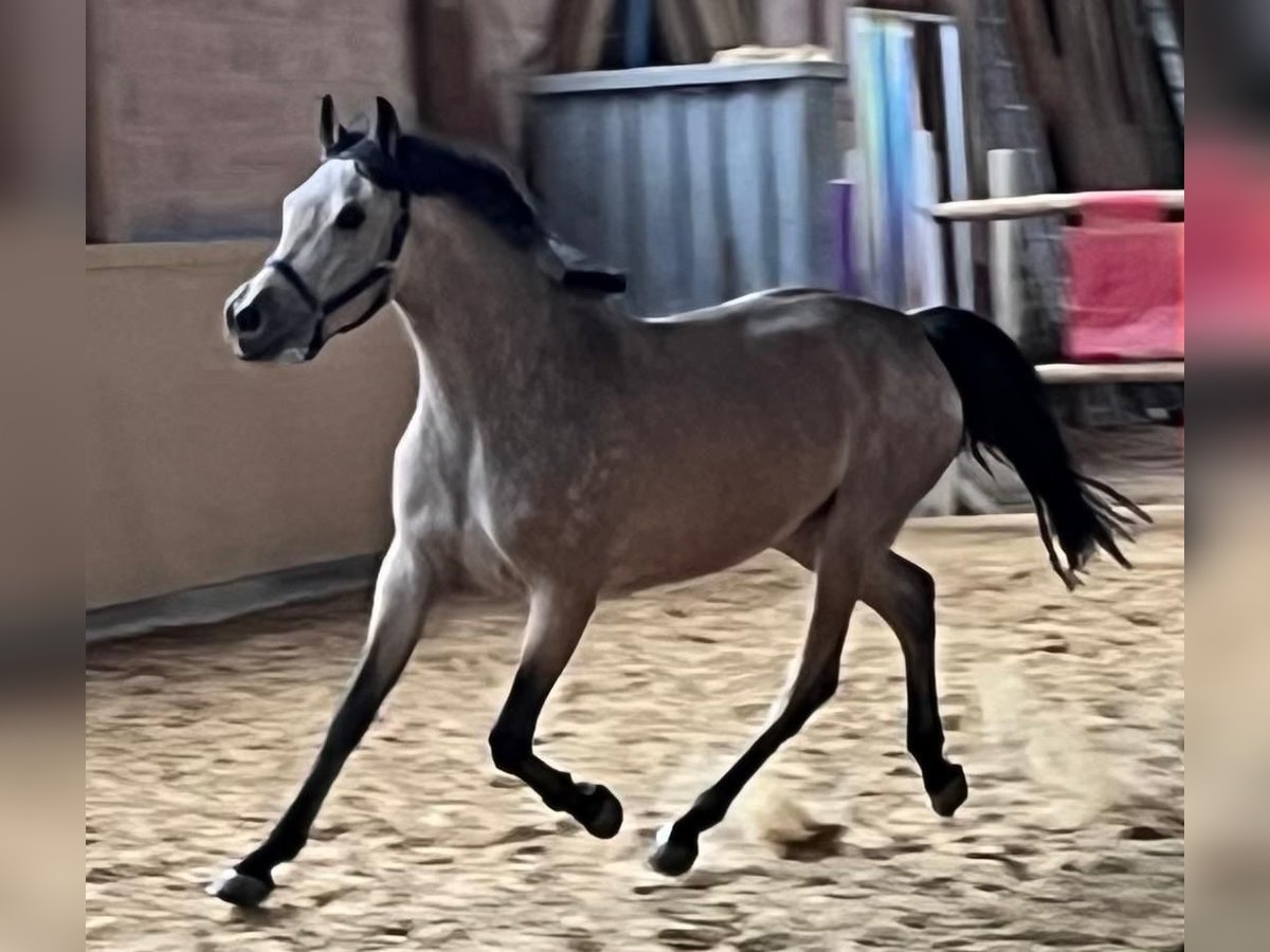 Deutsches Reitpony Wallach 3 Jahre 153 cm Buckskin in Wolfhagen