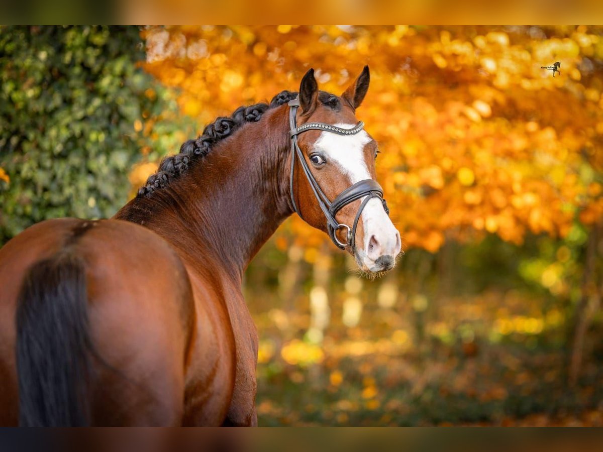 Deutsches Reitpony Wallach 3 Jahre 153 cm in Dormagen