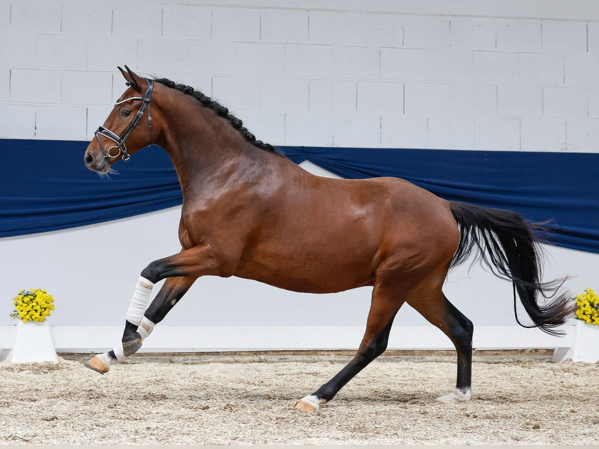 Deutsches Reitpony Wallach 3 Jahre 153 cm Dunkelbrauner in Marsberg
