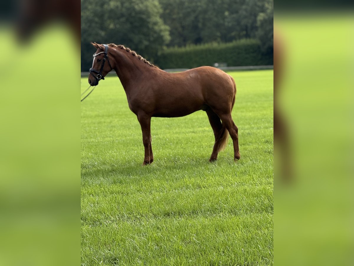 Deutsches Reitpony Wallach 3 Jahre 153 cm Fuchs in Emlichheim