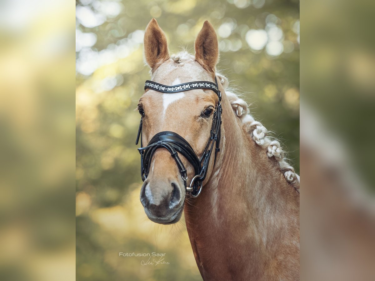 Deutsches Reitpony Wallach 3 Jahre 153 cm Palomino in Perl