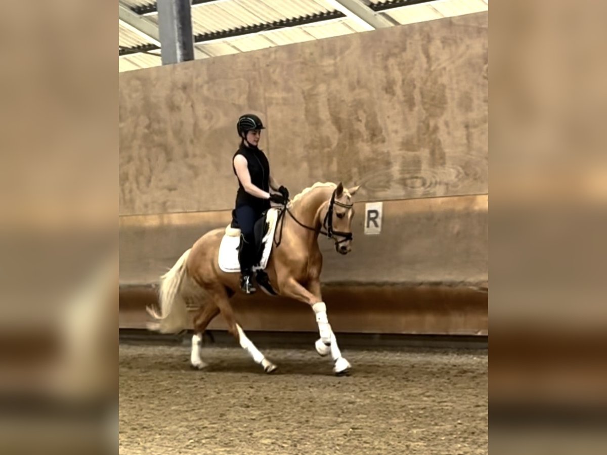 Deutsches Reitpony Wallach 3 Jahre 153 cm Palomino in Perl