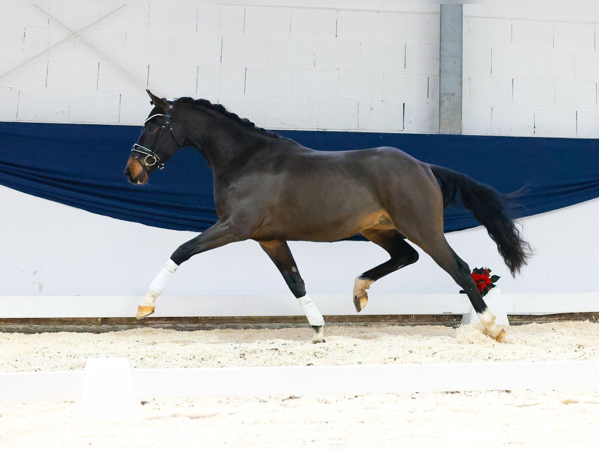 Deutsches Reitpony Wallach 3 Jahre 154 cm Brauner in Marsberg