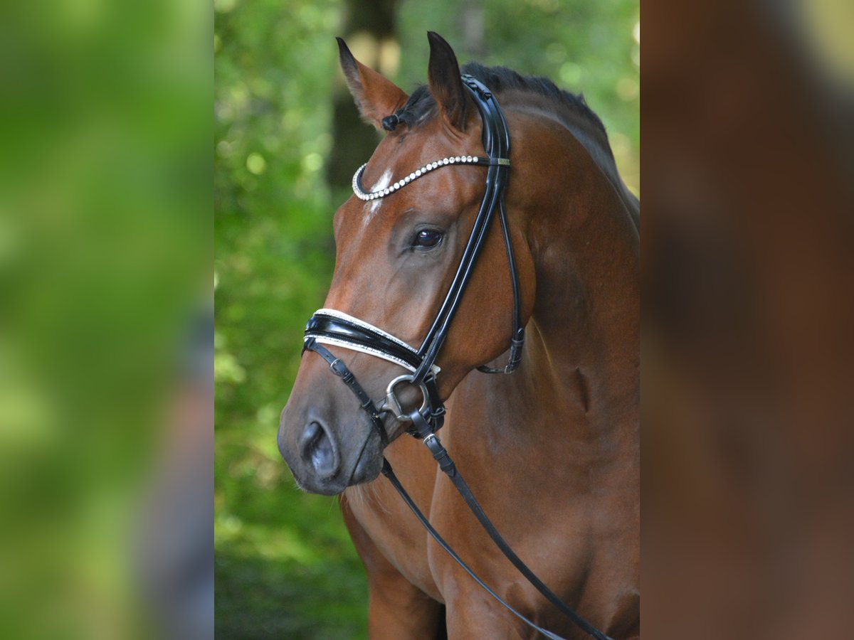 Deutsches Reitpony Wallach 3 Jahre 155 cm Brauner in L&#xFC;rschau