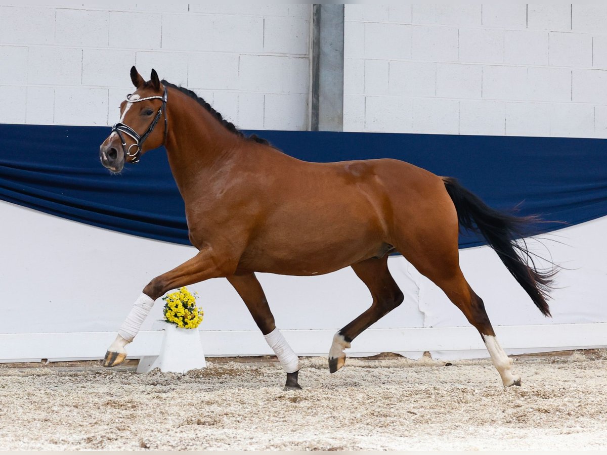 Deutsches Reitpony Wallach 3 Jahre 155 cm Brauner in Marsberg
