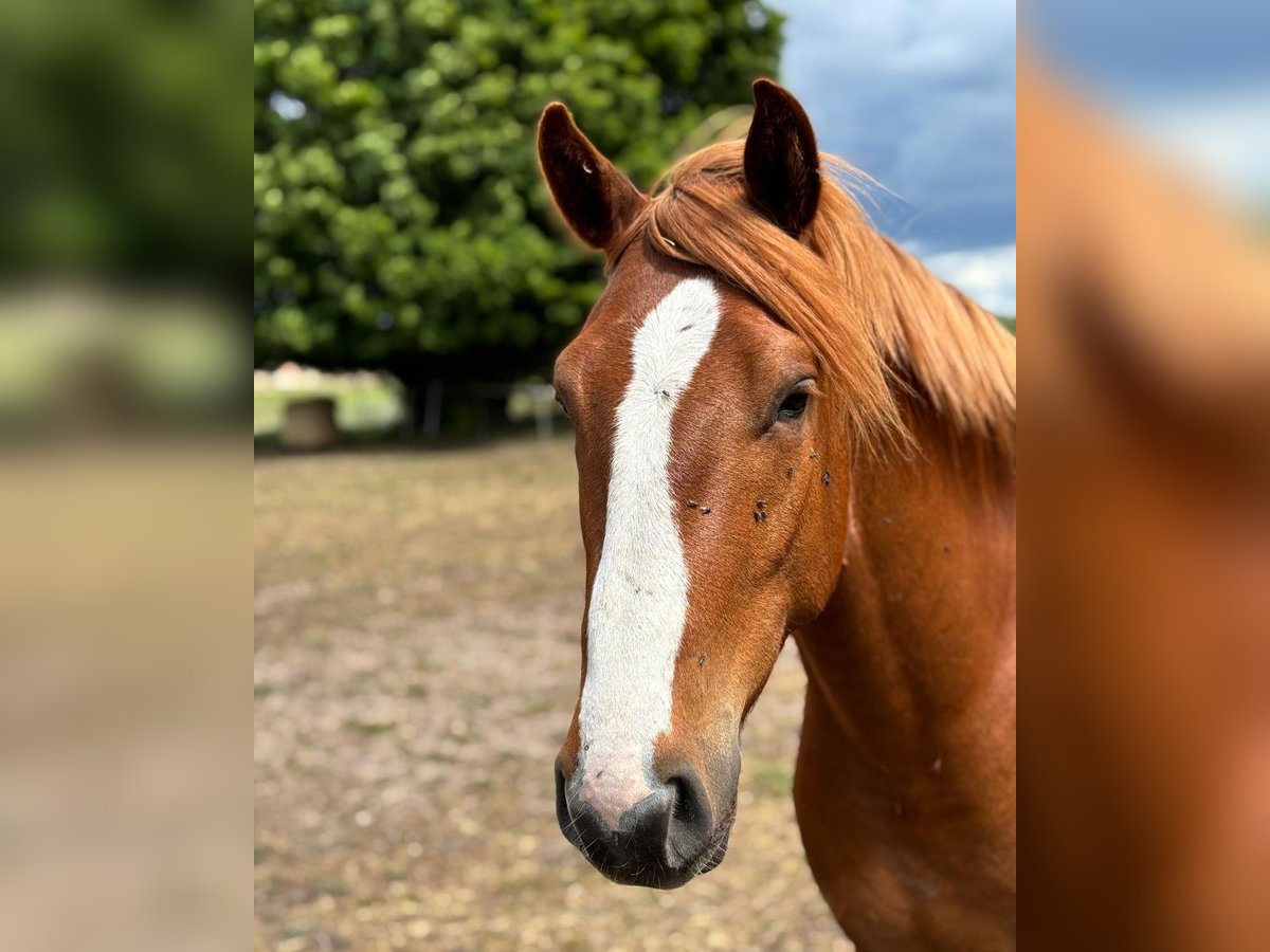 Deutsches Reitpony Mix Wallach 3 Jahre 157 cm Kann Schimmel werden in Neustadt/Dosse