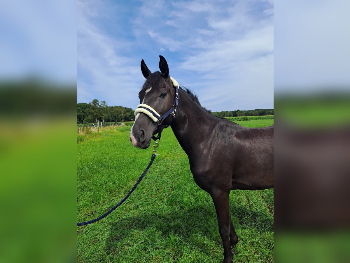 Deutsches Reitpony Wallach 3 Jahre 158 cm Rappe in Bad Bederkesa