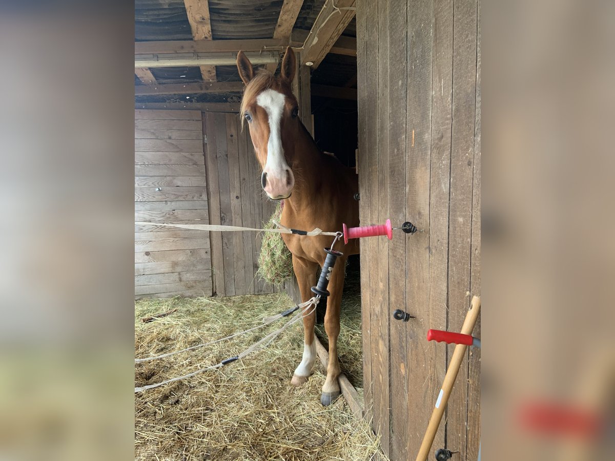 Deutsches Reitpony Wallach 3 Jahre in Bad Dürkheim