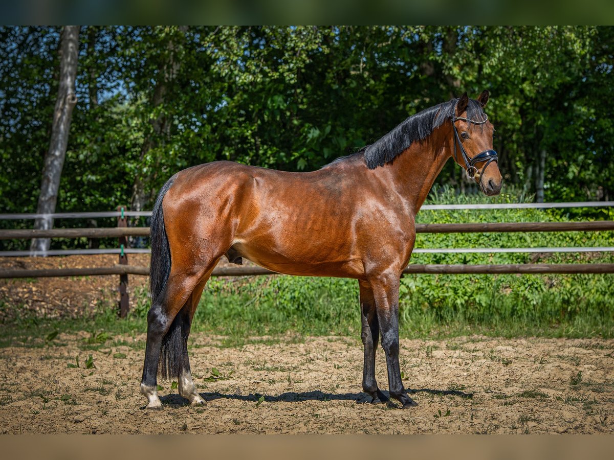 Deutsches Reitpony Wallach 3 Jahre Dunkelbrauner in Ganderkesee