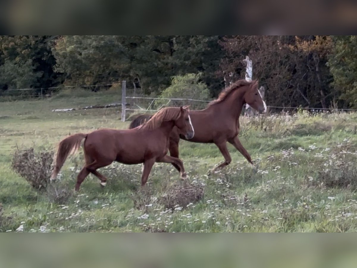 Deutsches Reitpony Wallach 3 Jahre Fuchs in Wriezen
