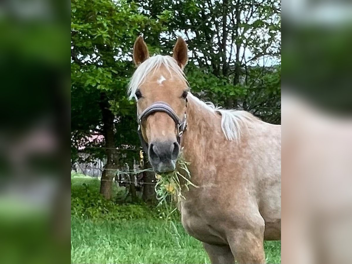 Deutsches Reitpony Wallach 3 Jahre Palomino in Rosenberg