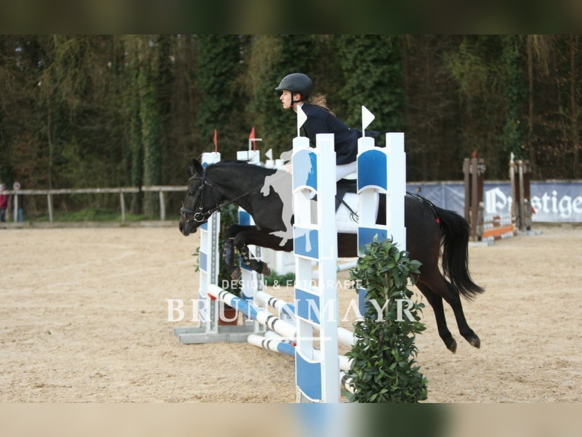 Deutsches Reitpony Mix Wallach 4 Jahre 135 cm Blauschimmel in Uttendorf
