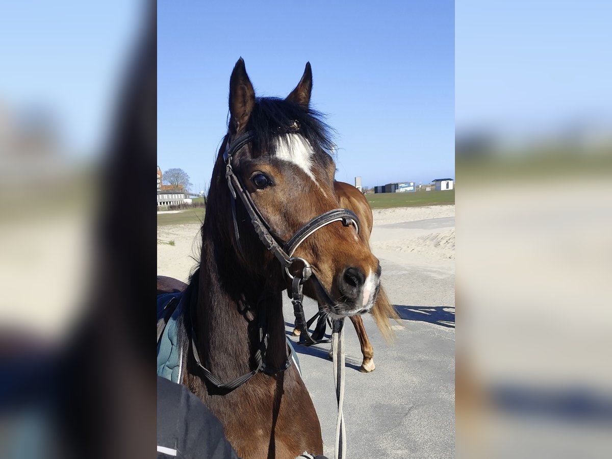Deutsches Reitpony Wallach 4 Jahre 136 cm Brauner in Neuharlingersiel