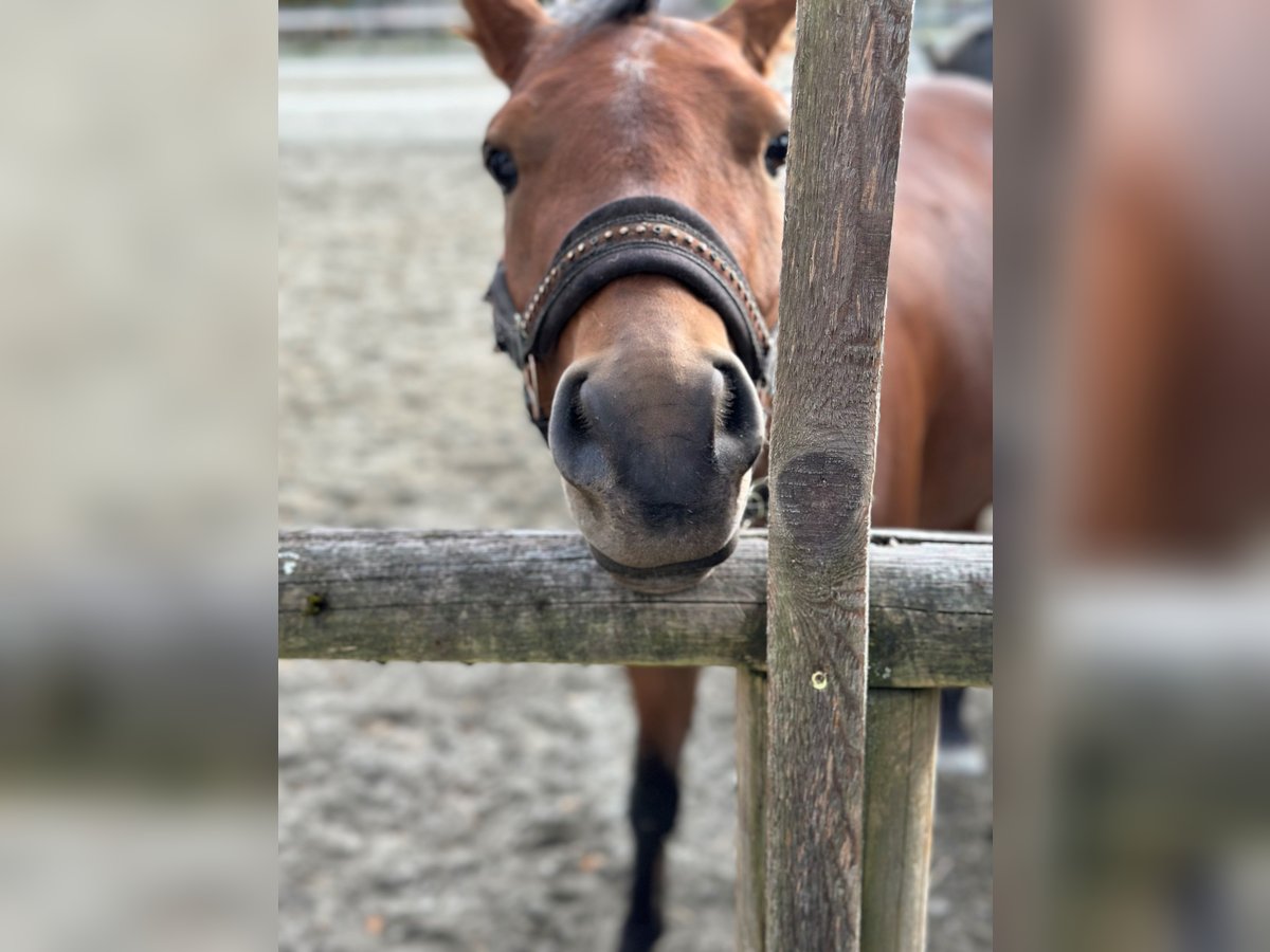 Deutsches Reitpony Wallach 4 Jahre 136 cm Brauner in Reutte