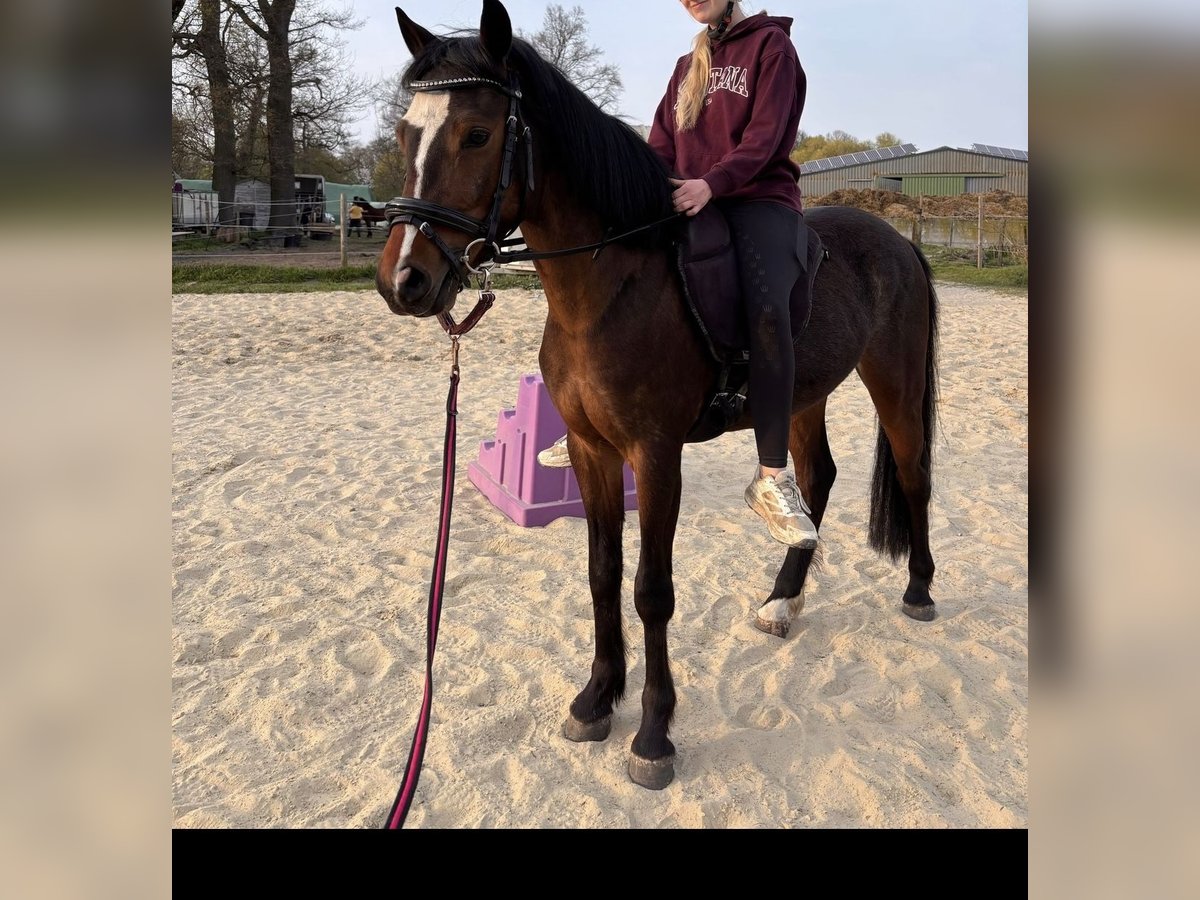 Deutsches Reitpony Wallach 4 Jahre 140 cm Dunkelbrauner in Castrop-Rauxel