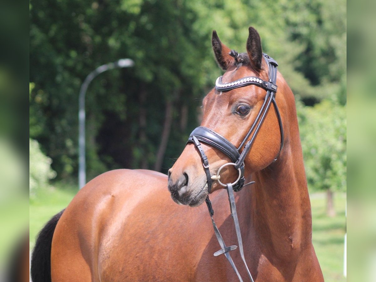 Deutsches Reitpony Wallach 4 Jahre 142 cm Brauner in Deinstedt
