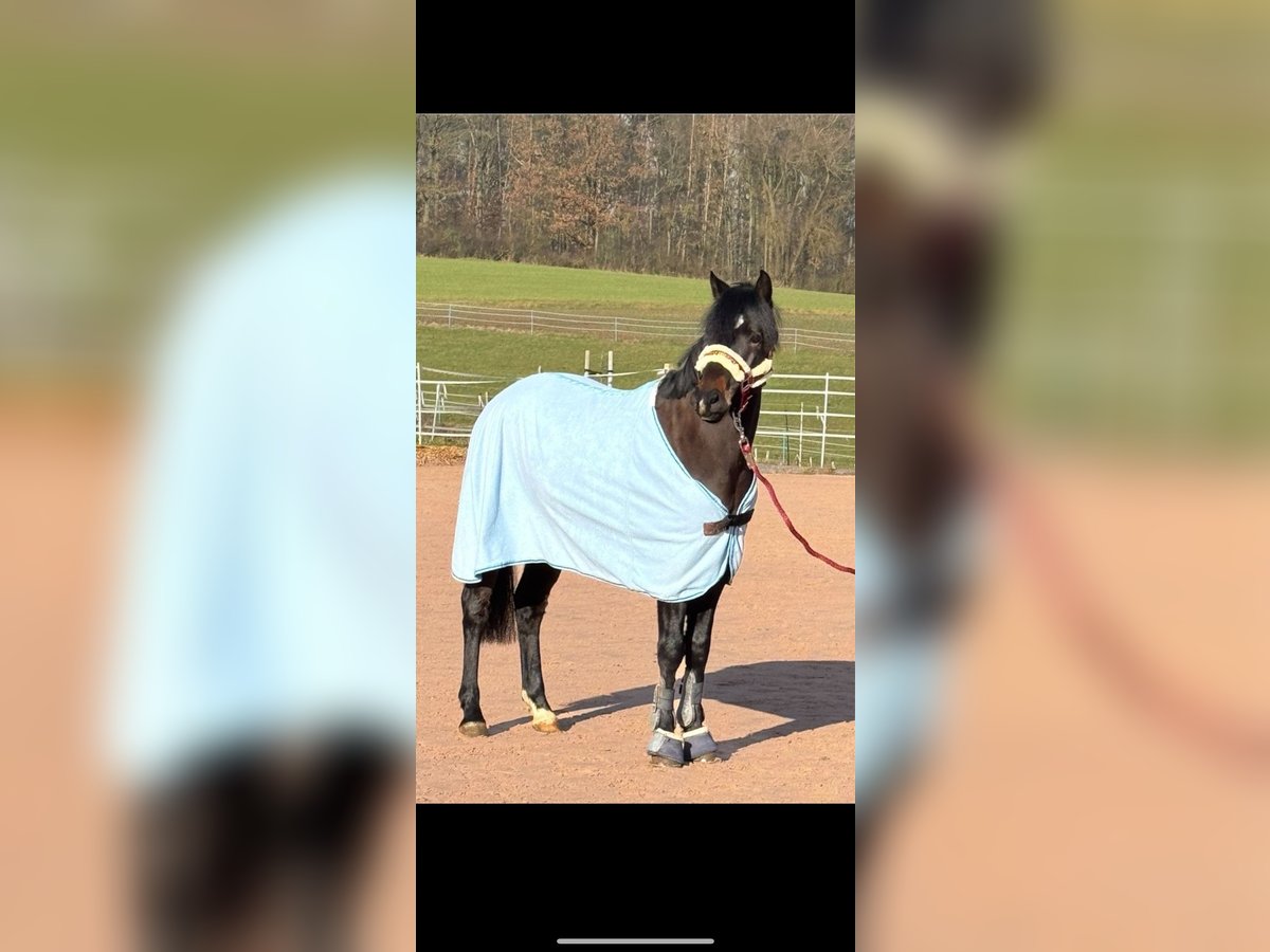 Deutsches Reitpony Wallach 4 Jahre 142 cm Dunkelbrauner in Seßlach