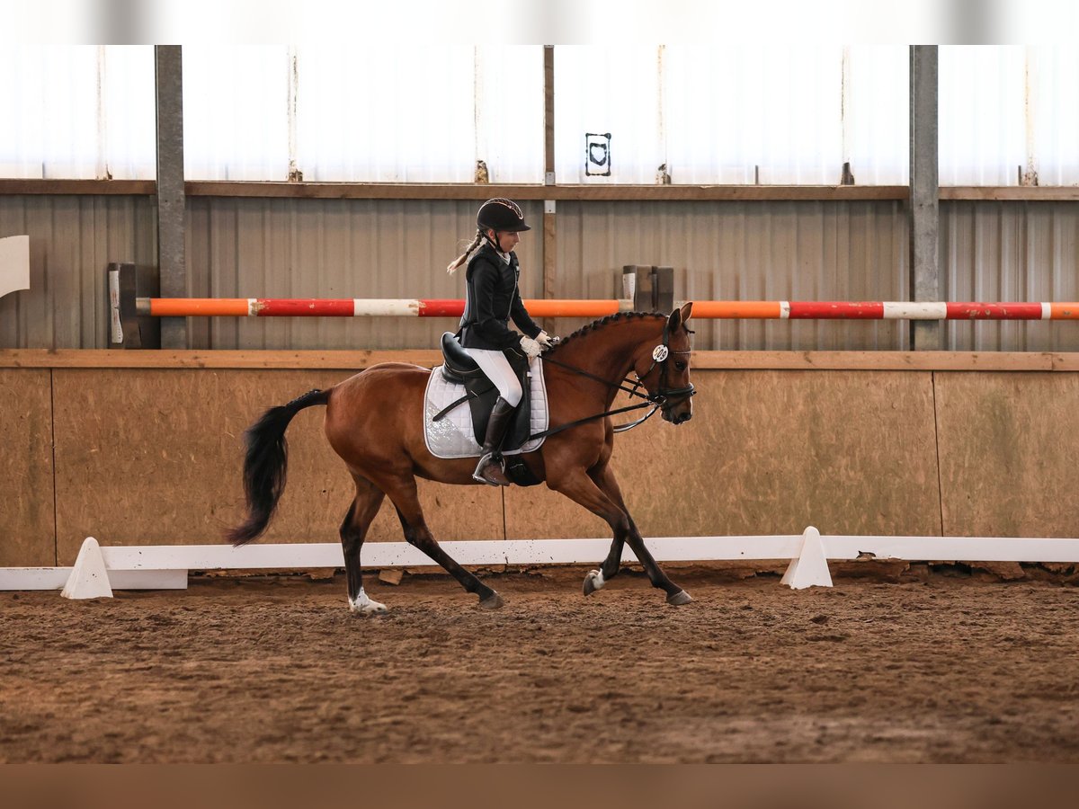 Deutsches Reitpony Wallach 4 Jahre 143 cm Brauner in Gückstadt