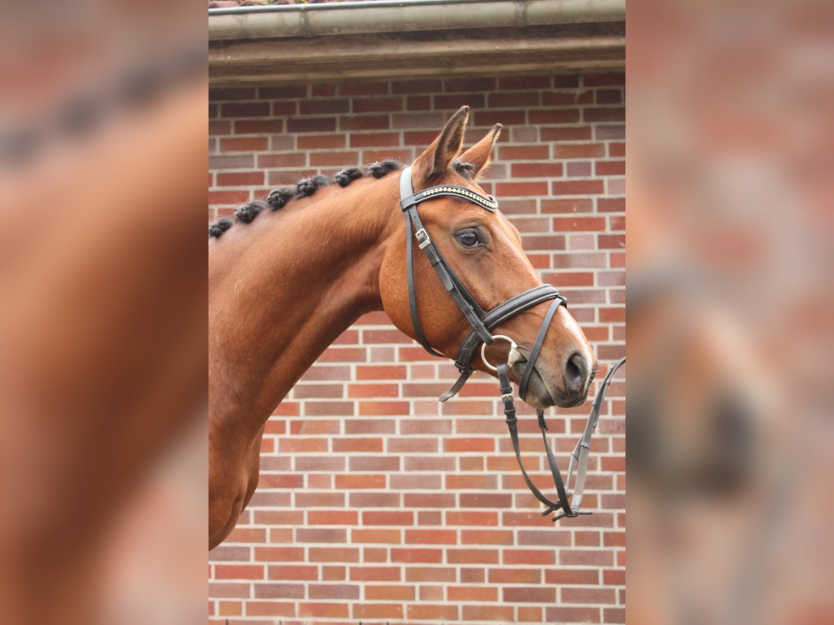 Deutsches Reitpony Wallach 4 Jahre 143 cm Brauner in Gl&#xFC;ckstadt