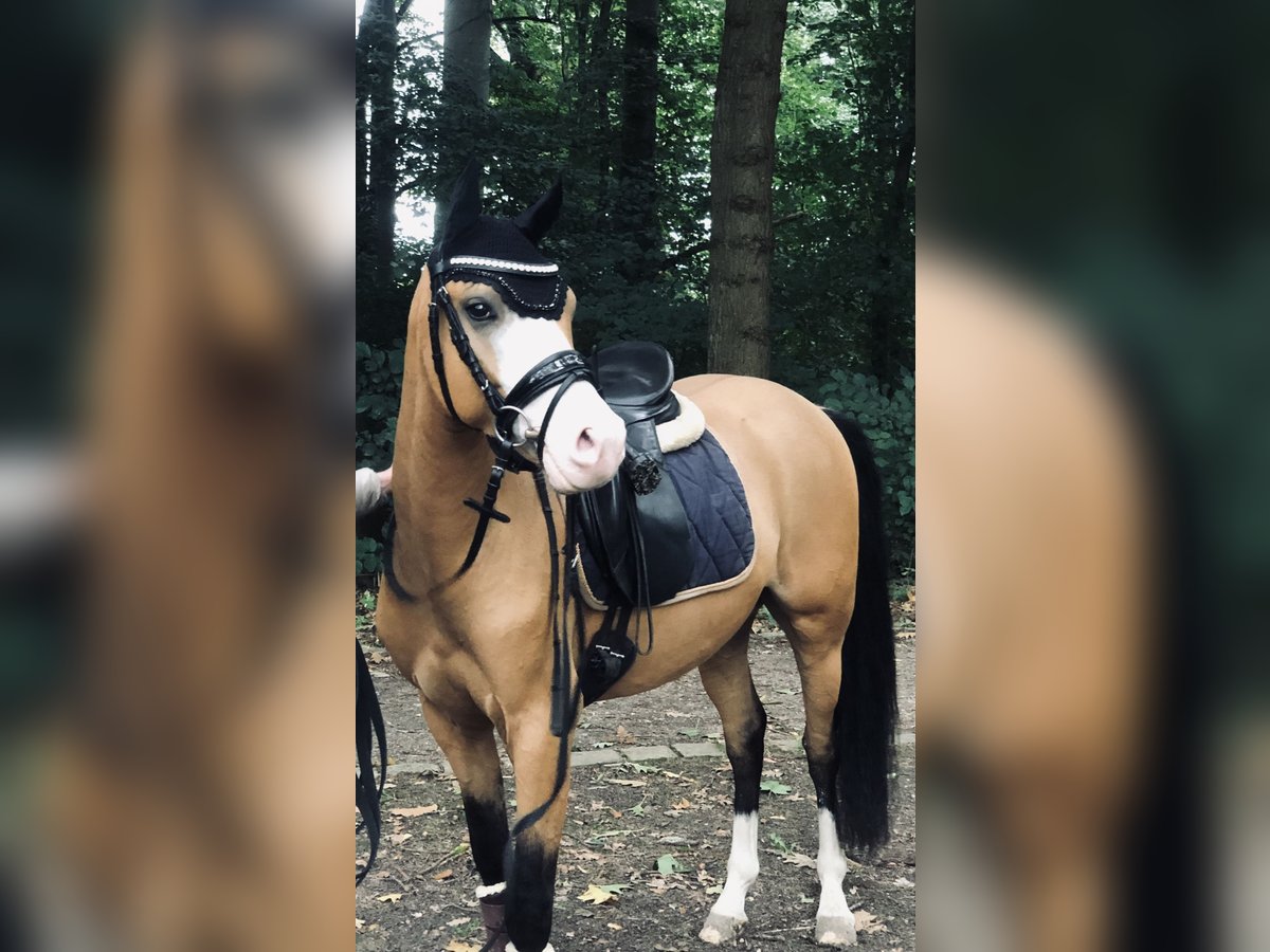 Deutsches Reitpony Wallach 4 Jahre 143 cm in Bad Schwartau