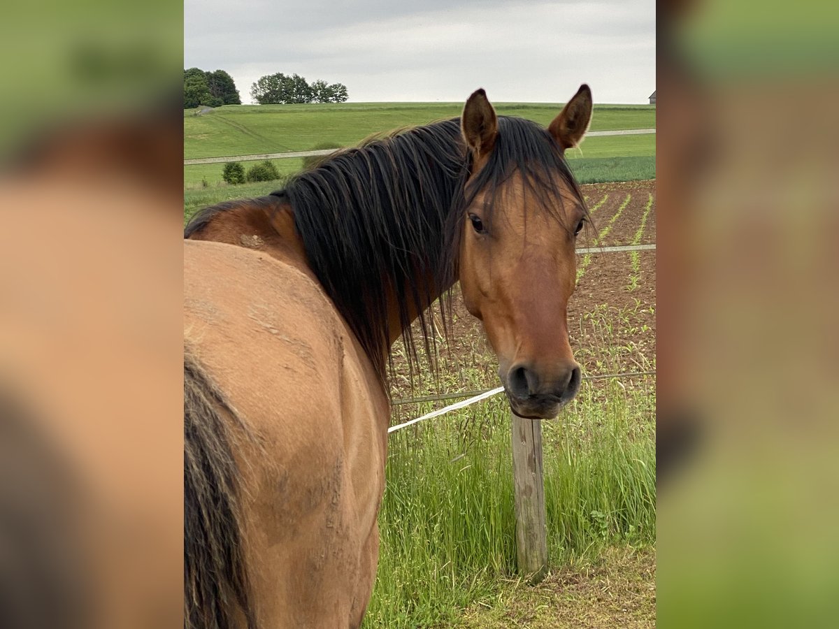 Deutsches Reitpony Wallach 4 Jahre 143 cm Falbe in Homberg (Ohm)