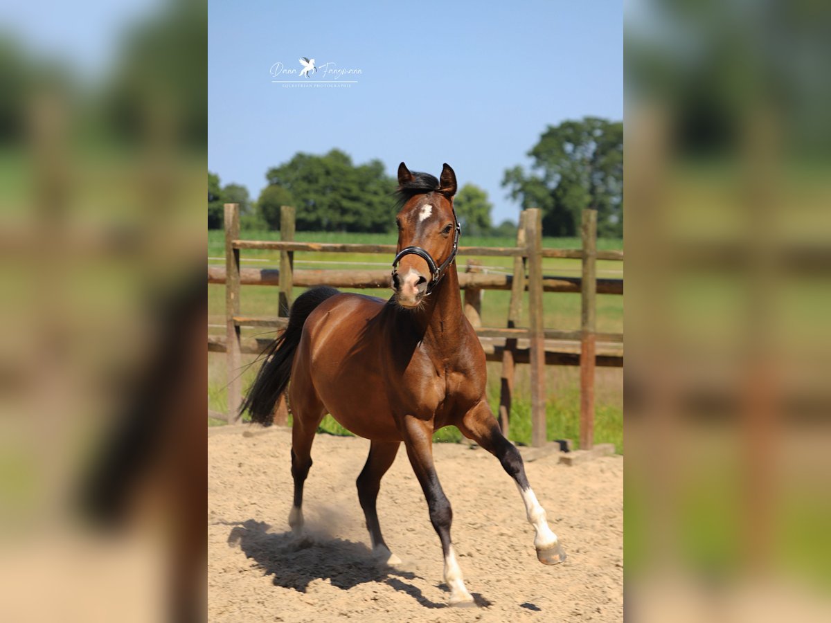 Deutsches Reitpony Wallach 4 Jahre 144 cm Brauner in Neuenkirchen-Vörden