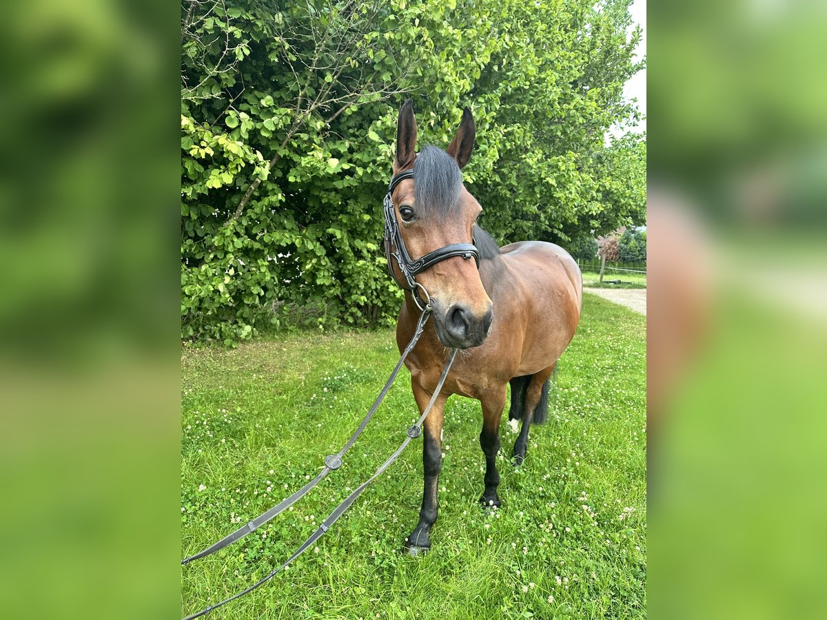 Deutsches Reitpony Wallach 4 Jahre 144 cm Brauner in Bautzen