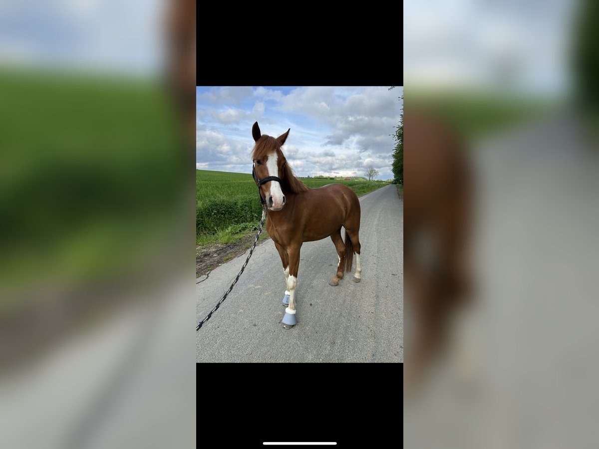 Deutsches Reitpony Wallach 4 Jahre 144 cm Fuchs in Beckum