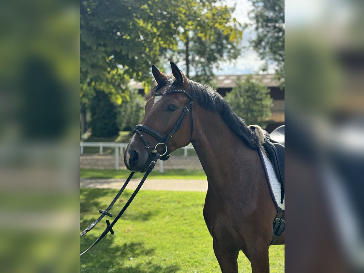 Deutsches Reitpony Wallach 4 Jahre 145 cm Brauner in Schönhorst