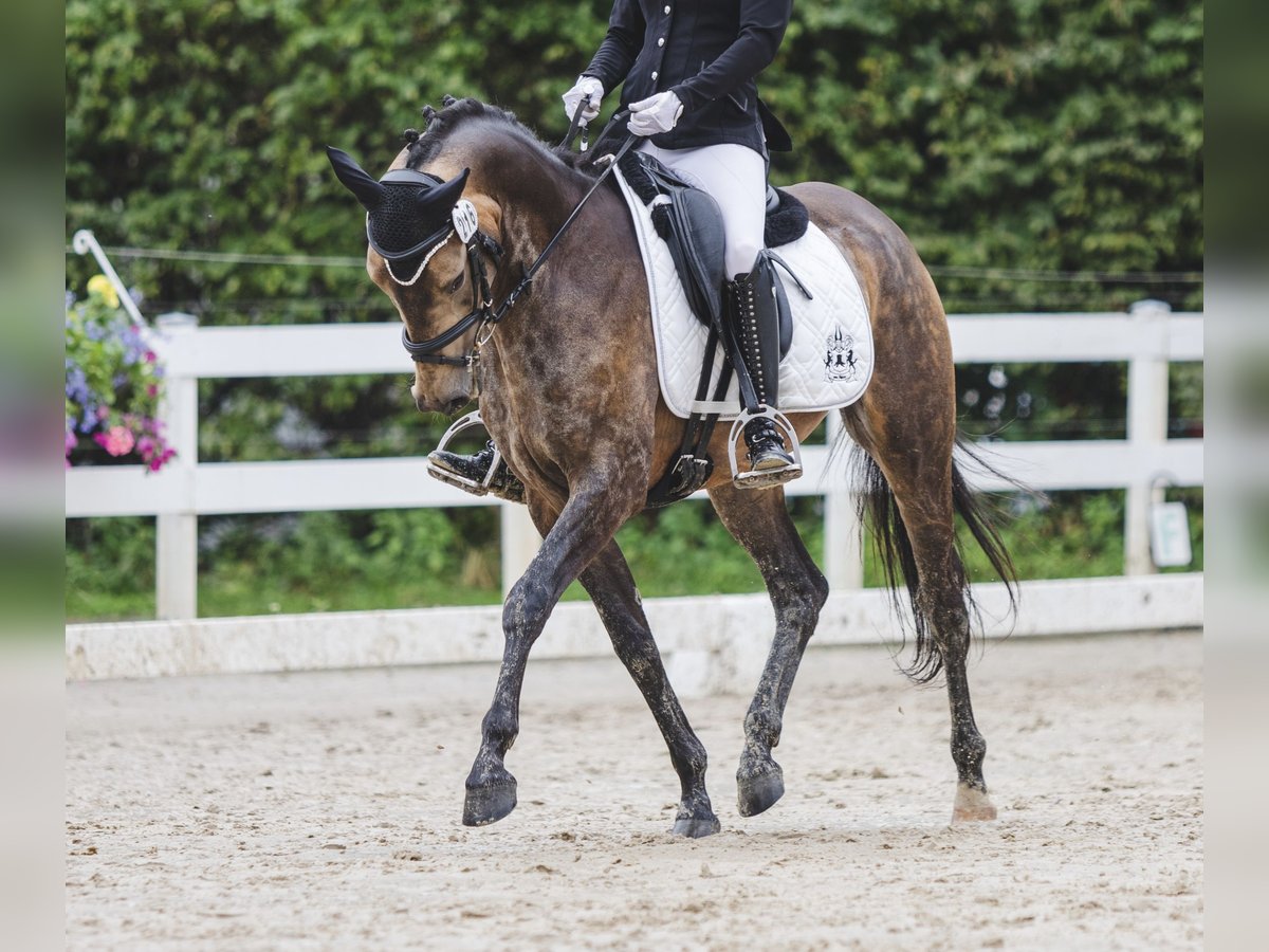 Deutsches Reitpony Wallach 4 Jahre 145 cm Buckskin in Duderstadt