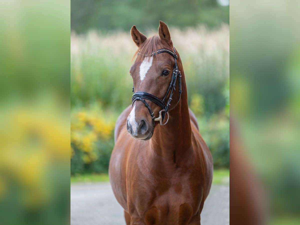 Deutsches Reitpony Wallach 4 Jahre 145 cm Dunkelfuchs in Badbergen