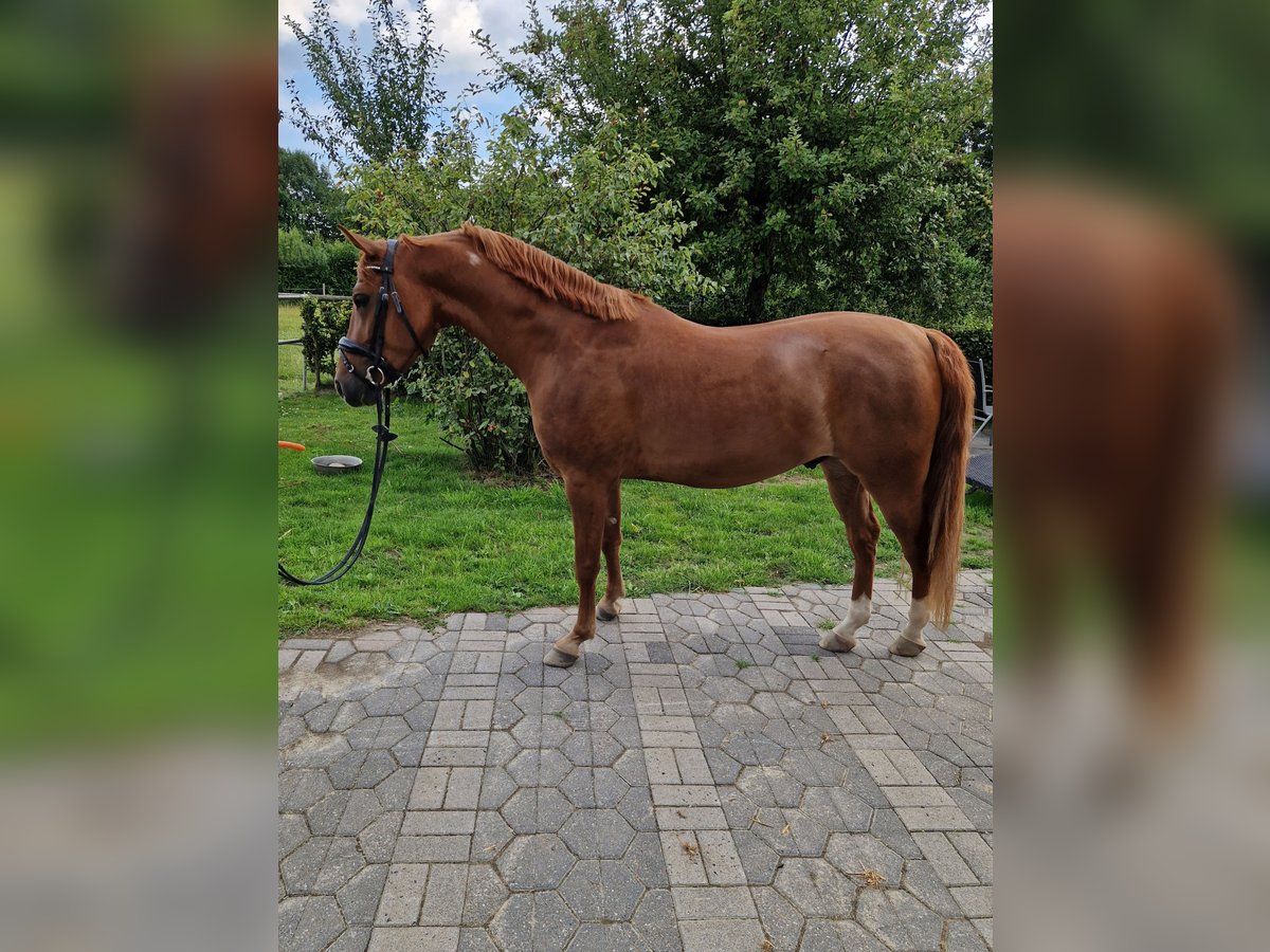 Deutsches Reitpony Wallach 4 Jahre 145 cm Dunkelfuchs in Castrop-Rauxel