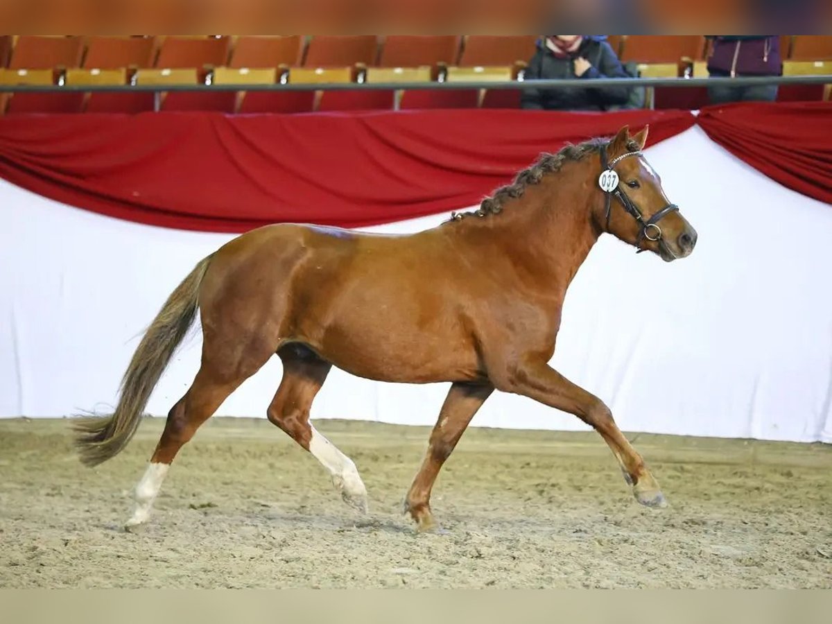 Deutsches Reitpony Wallach 4 Jahre 145 cm Dunkelfuchs in Neukirch/Lausitz