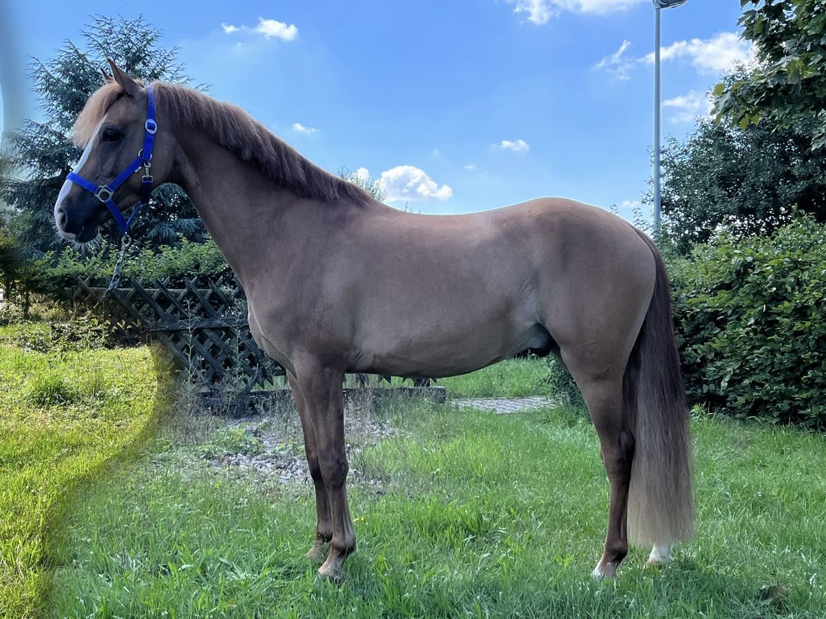 Deutsches Reitpony Wallach 4 Jahre 145 cm Fuchs in Rüsselsheim