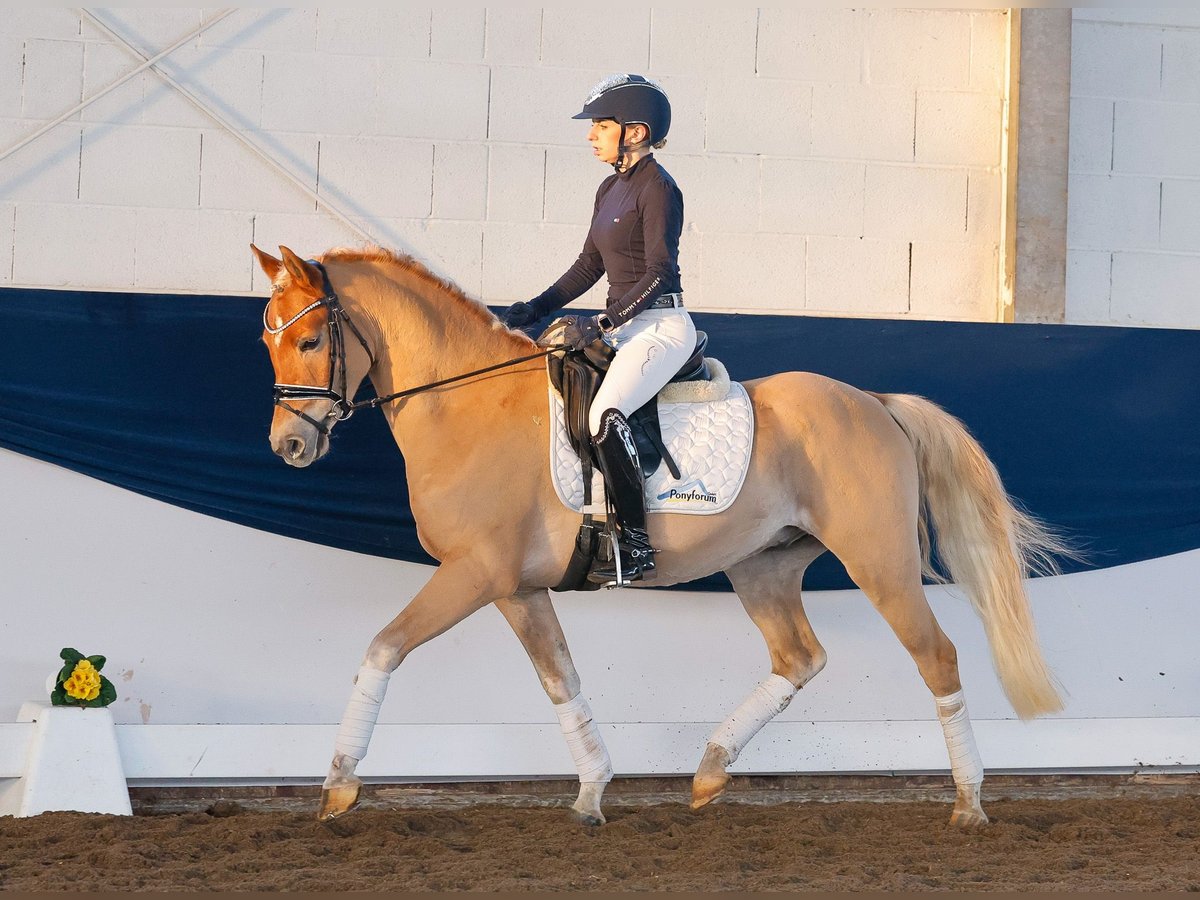 Deutsches Reitpony Wallach 4 Jahre 145 cm Fuchs in Marsberg