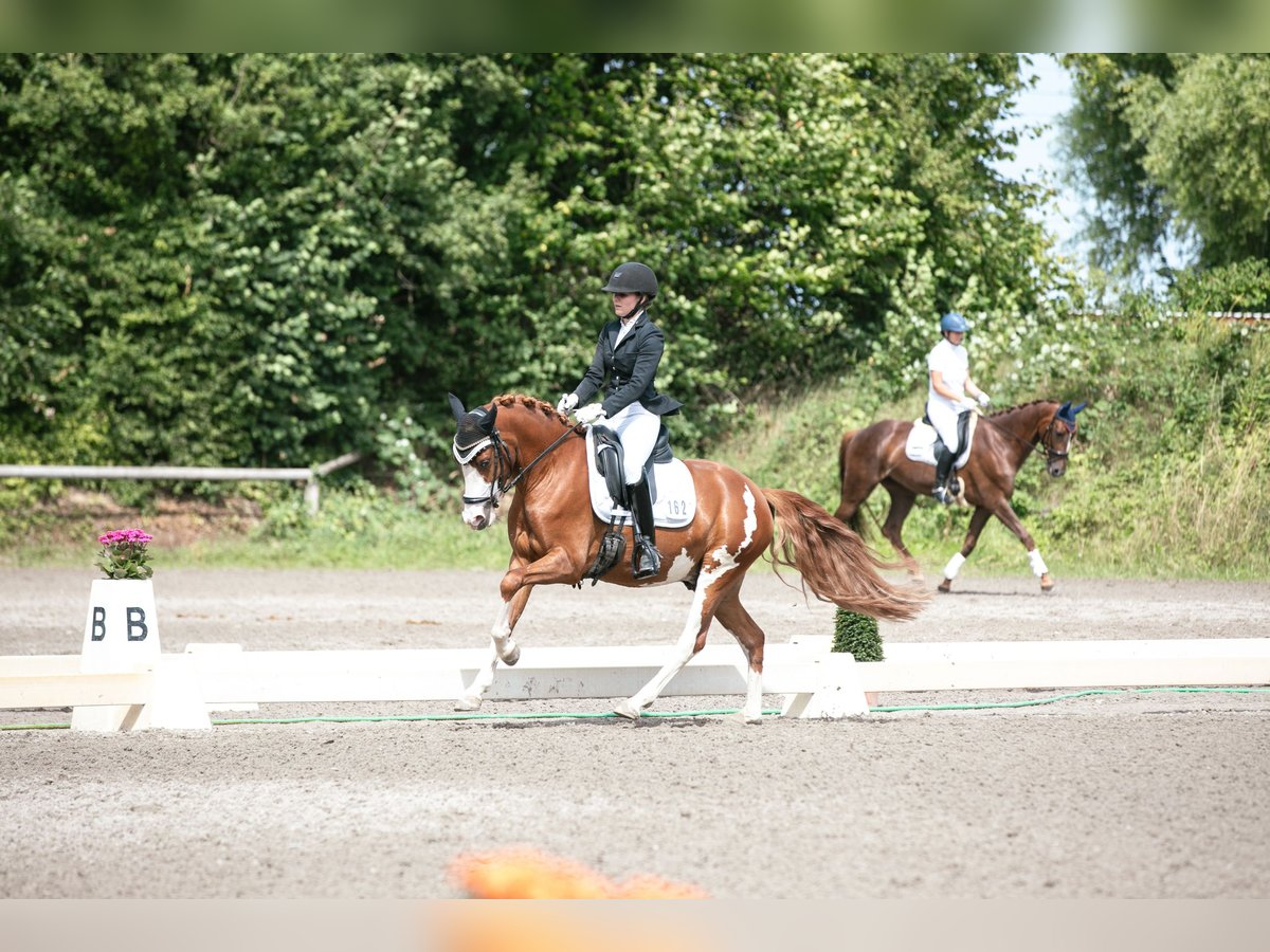 Deutsches Reitpony Wallach 4 Jahre 145 cm Fuchs in Weinheim