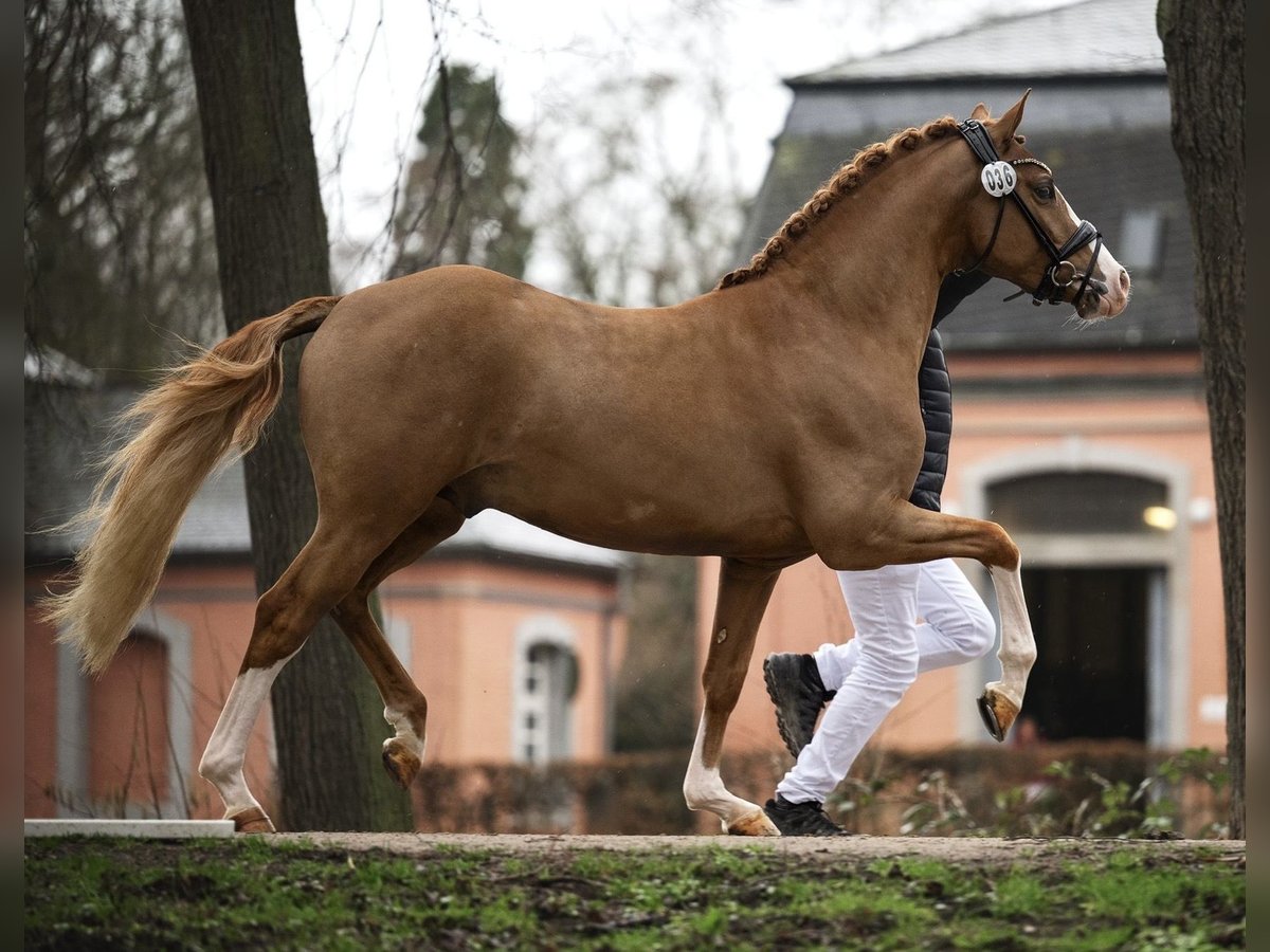 Deutsches Reitpony Wallach 4 Jahre 145 cm Fuchs in Neuss