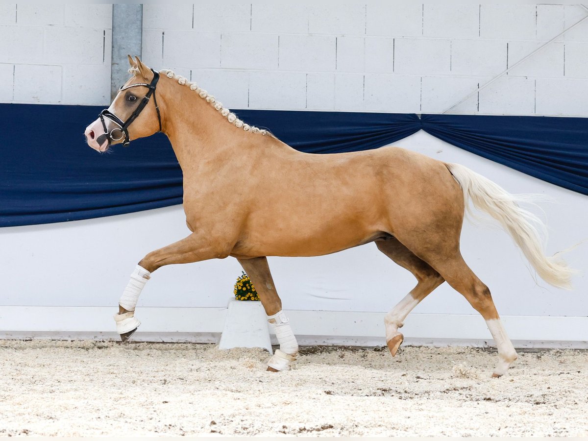 Deutsches Reitpony Wallach 4 Jahre 145 cm Palomino in Marsberg