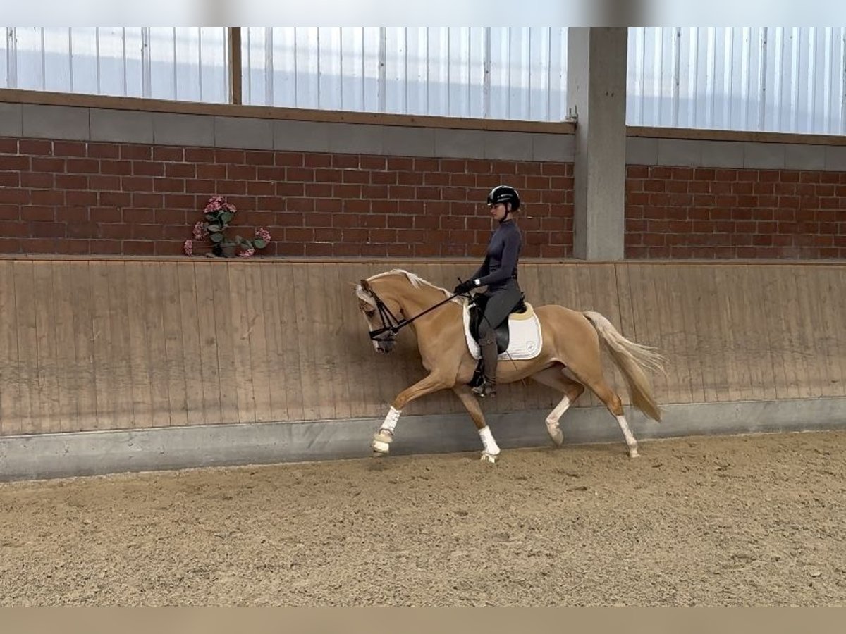 Deutsches Reitpony Wallach 4 Jahre 145 cm Palomino in Viersen