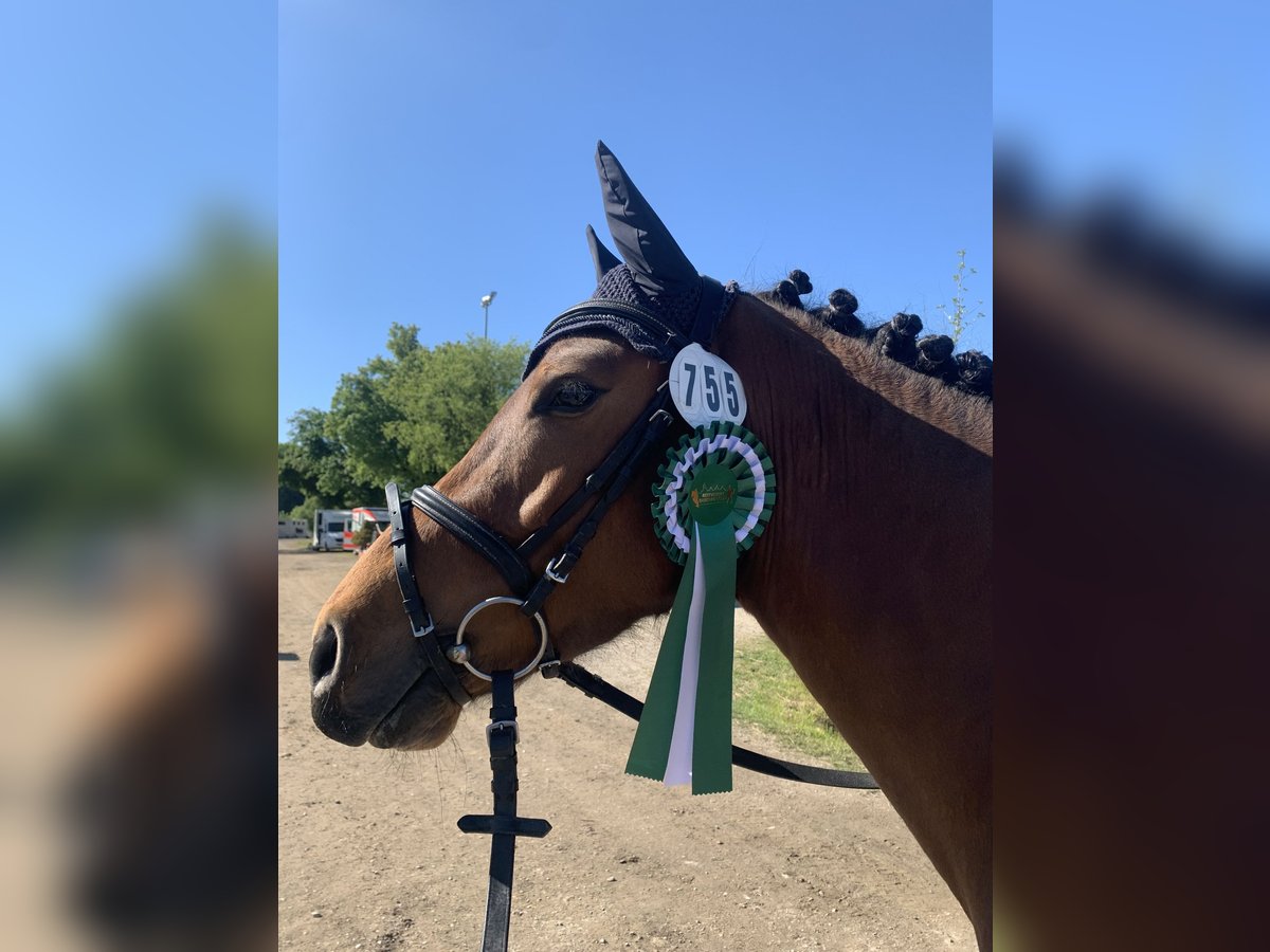 Deutsches Reitpony Wallach 4 Jahre 146 cm Brauner in Gutenzell-H&#xFC;rbel
