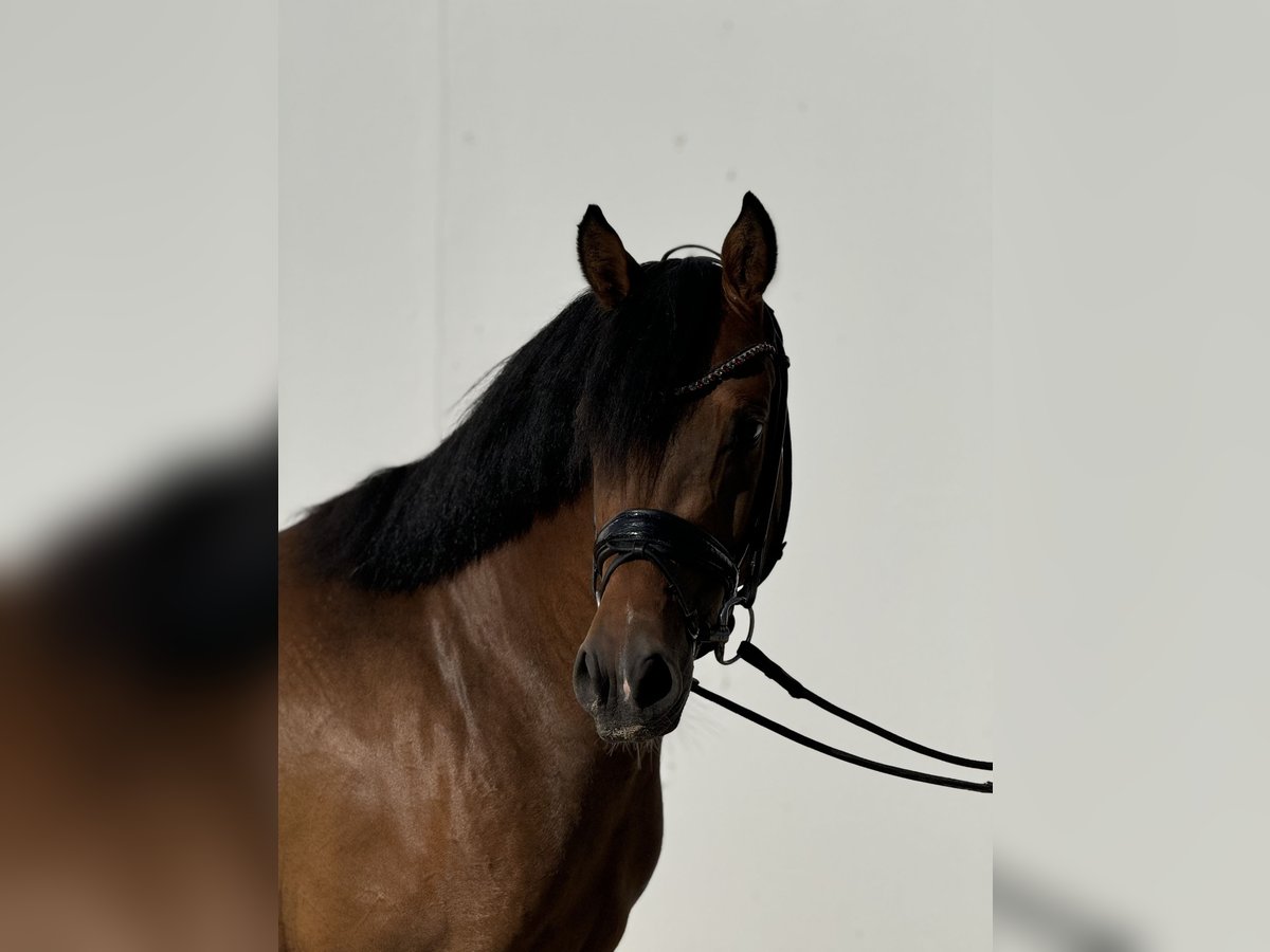 Deutsches Reitpony Wallach 4 Jahre 146 cm Brauner in Vettweiß