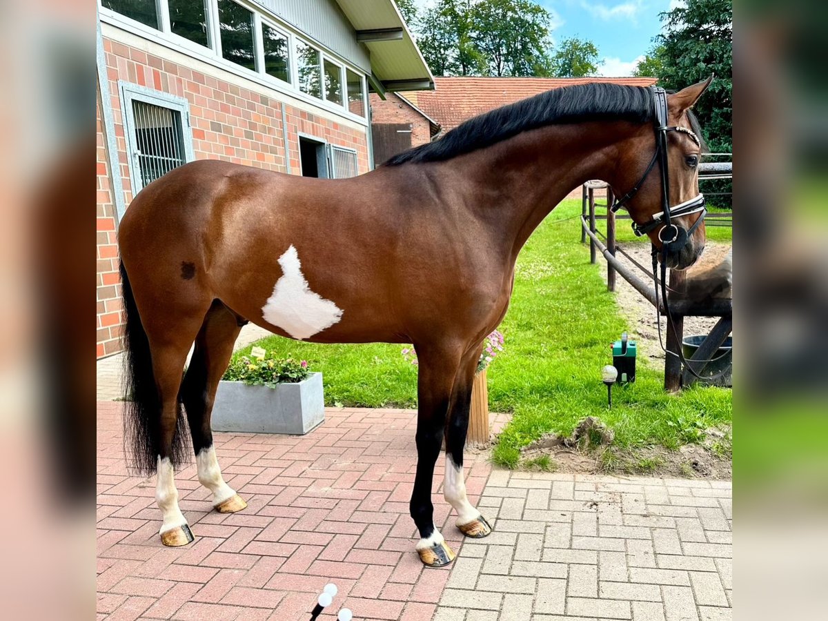 Deutsches Reitpony Wallach 4 Jahre 146 cm Brauner in Dötlingen