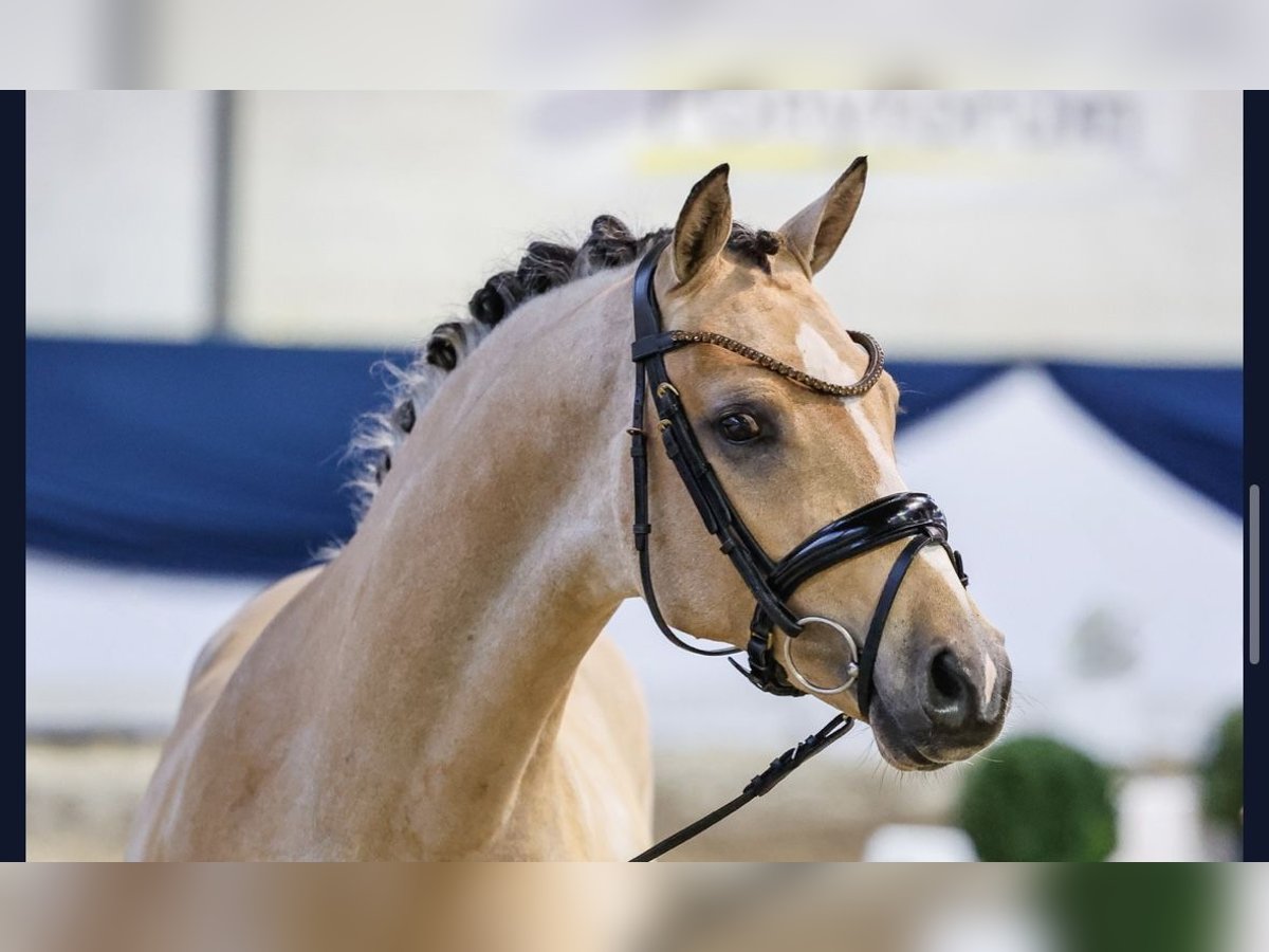 Deutsches Reitpony Wallach 4 Jahre 146 cm Buckskin in Ladenburg