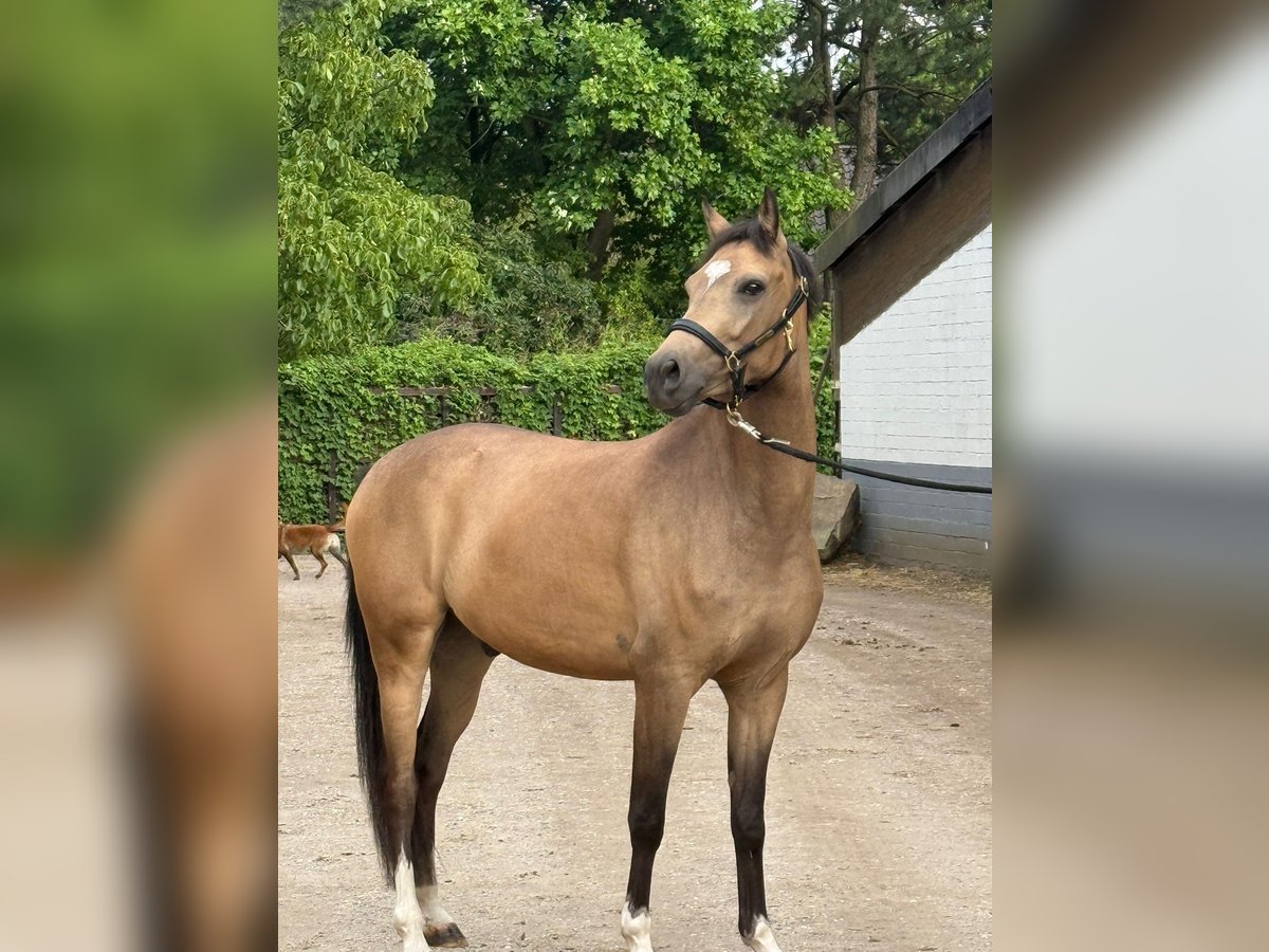 Deutsches Reitpony Wallach 4 Jahre 146 cm Falbe in Krefeld