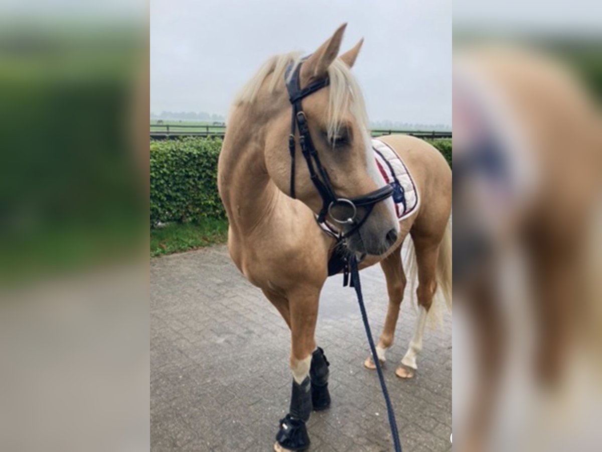 Deutsches Reitpony Wallach 4 Jahre 146 cm Falbe in Borsfleth